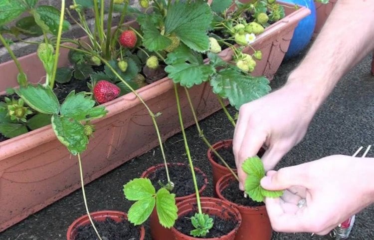Erdbeeren vermehren Ableger Kontakt Mutterpflanze Wurzelbildung