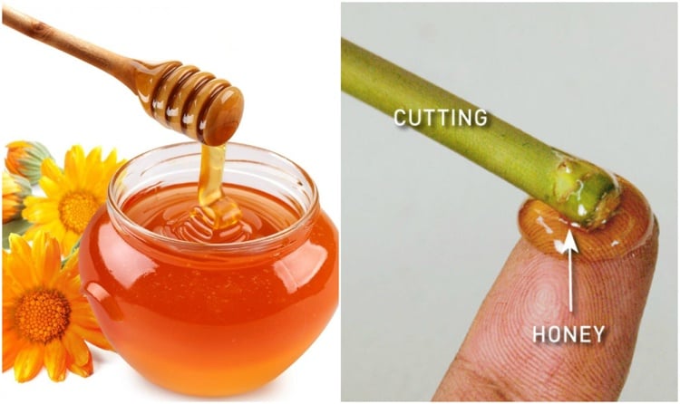 Honig Wurzelhormon selber machen Steckling Bildung von Bakterien vorbeugen