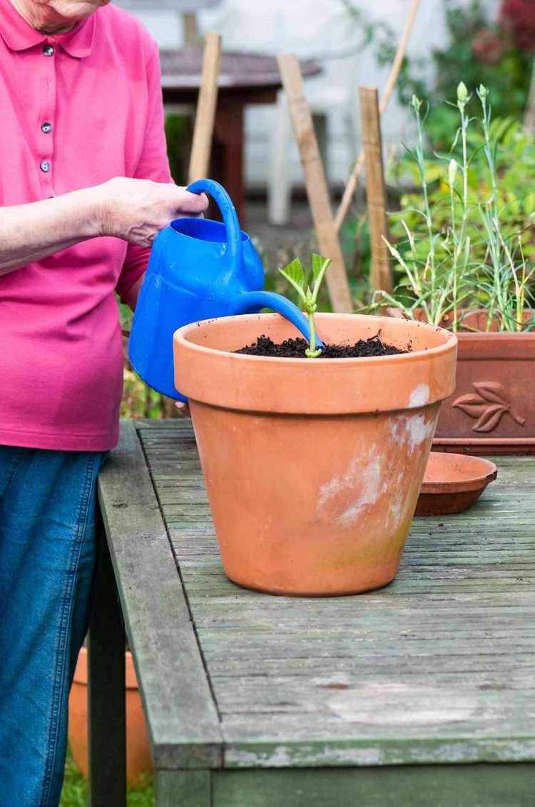 Hortensien vermehren Stecklinge Bewurzelungshormon Wurzelbildung