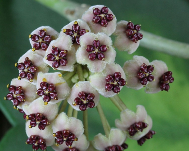 Hoya Kerrii Pflanze Blüte Nahaufnahme