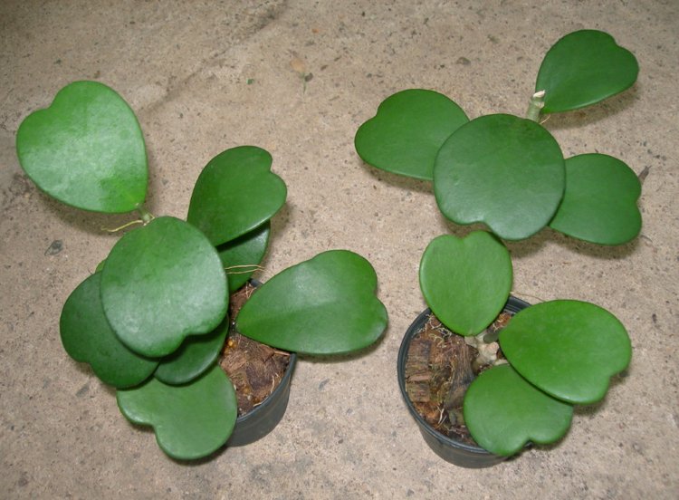 Hoya Kerrii Pflanzen Blätter Herzform