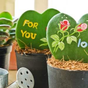Hoya Pflanze Kleiner Liebling Geschenk geliebten Menschen