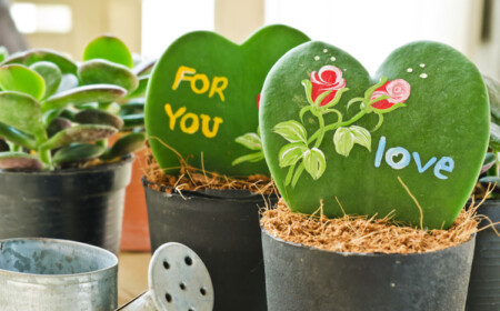 Hoya Pflanze Kleiner Liebling Geschenk geliebten Menschen