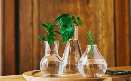 Pflanzen vermehren durch Stecklinge im Wasserglas