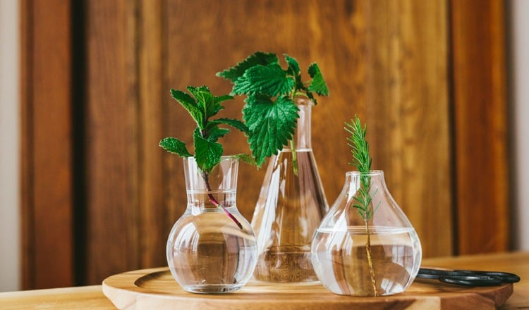 Pflanzen vermehren durch Stecklinge im Wasserglas