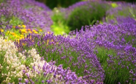 blühende kräuter im garten einpflanzen