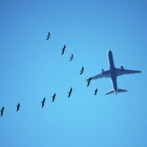 flugangst überwinden tipps ratschläge flugreise phobie hilfe panikattacken über den wolken bekämpfen
