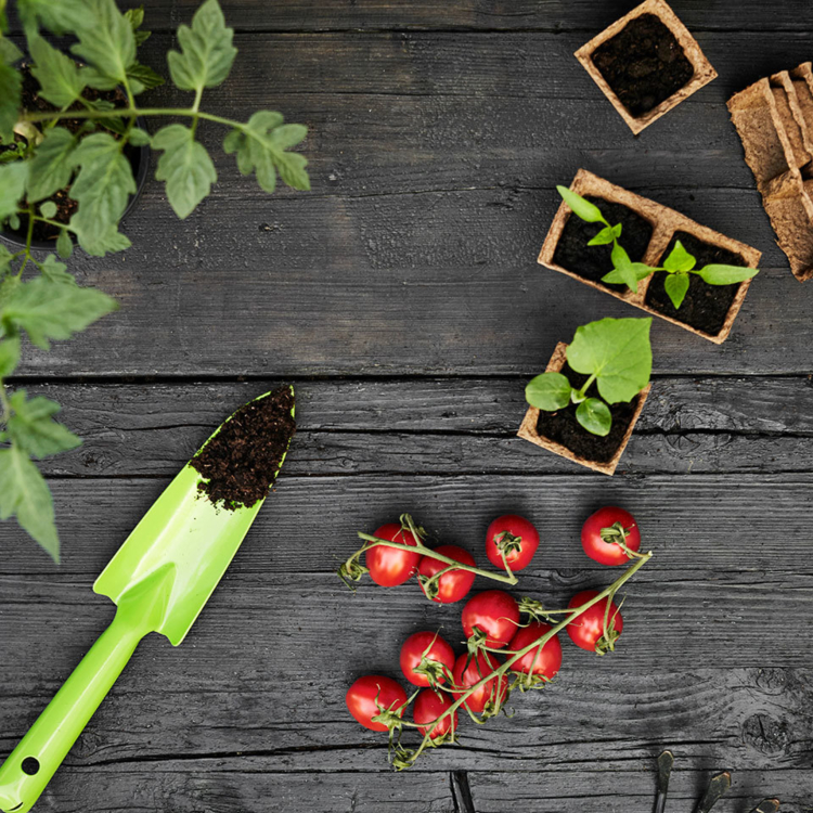 gaertnern kindern tomaten pflanzen experimente