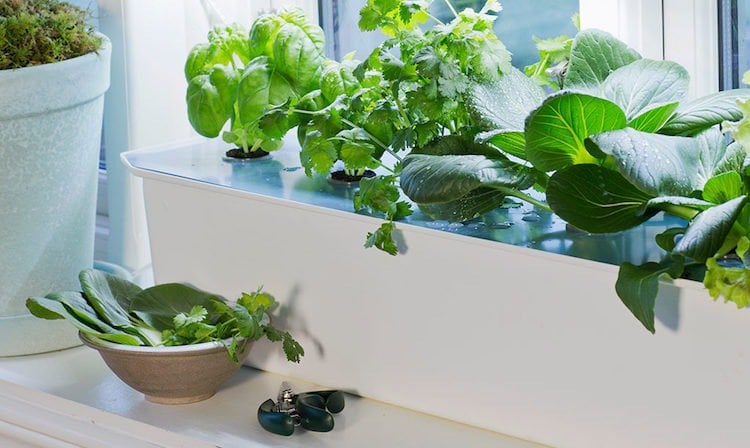 hydrokultur pflanzen leitfaden hydroponik gartenbau hydroponische systeme kulturen pflanzenanbau indoor