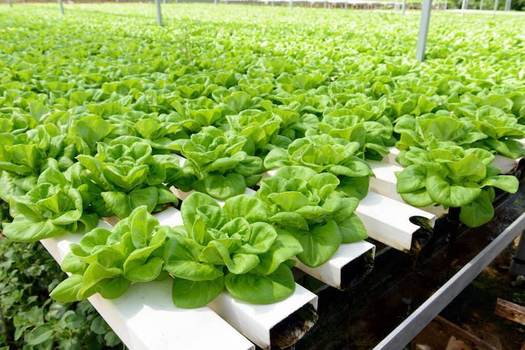 hydrokultur pflanzen leitfaden hydroponik gartenbau hydroponische systeme kulturen pflanzenanbau substrat salat feld
