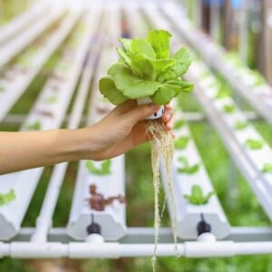 hydrokultur pflanzen leitfaden hydroponik gartenbau hydroponische systeme kulturen pflanzenanbau vorteile