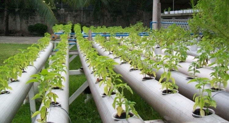 hydrokultur pflanzen leitfaden hydroponik gartenbau hydroponische systeme kulturen pflanzenanbau