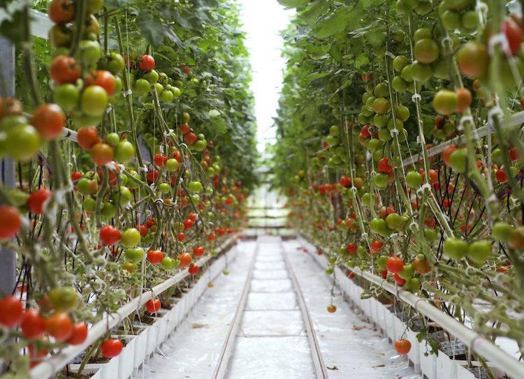 hydrokultur pflanzen leitfaden hydroponik gartenbau hydroponische systeme kulturen pflanzenansorten tomaten