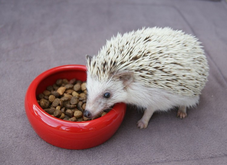 igel als haustier ernährung was fressen igel