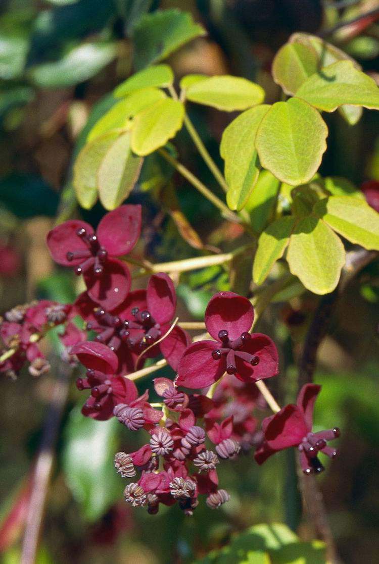 schnellwachsende kletterpflanze garten beeindruckend fünfblättrige akebie blühend