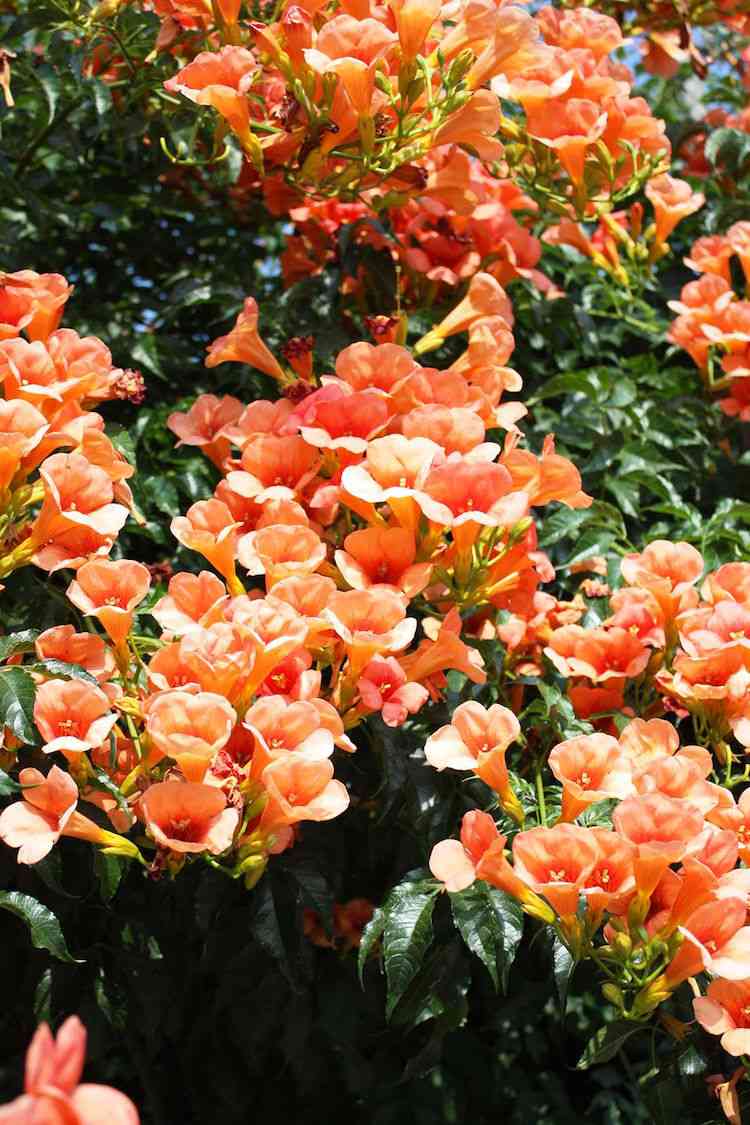 schnellwachsende kletterpflanze garten beeindruckend immergrün amerikanische klettertrompete blühend trompetenblume