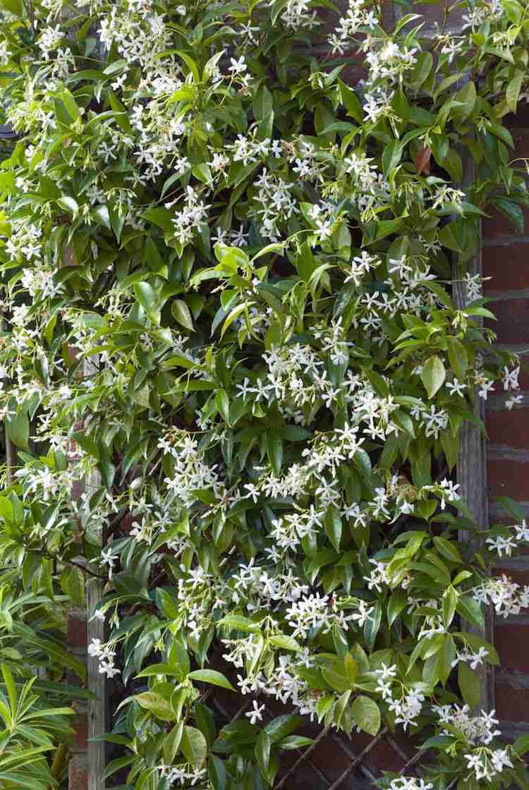 schnellwachsende kletterpflanze garten beeindruckend immergrün falscher jasmin blühend