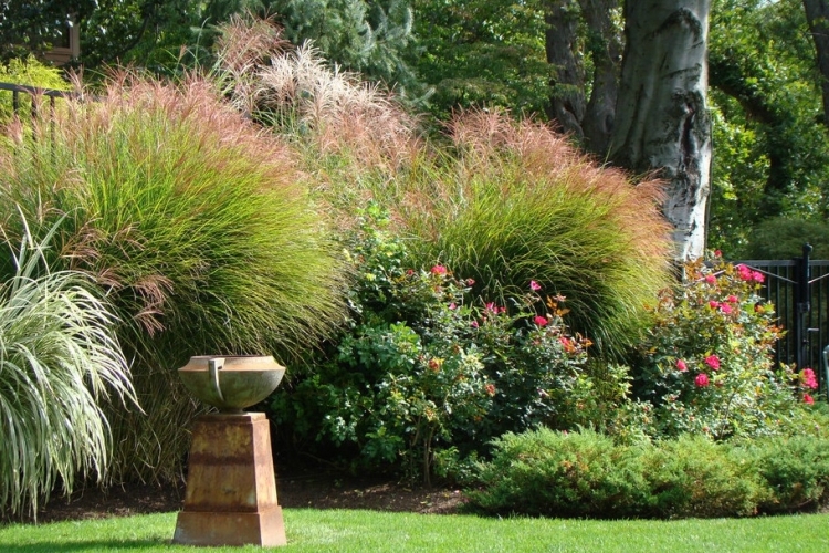Winterharte Ziergräser Texasgras ist Ihr neuer Blickfang im Garten!