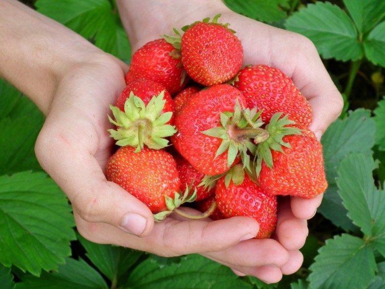 zahnpasta selber machen hausmittel rezepte tipps ideen bleichung aufhellung natürlich lächeln erdbeeren