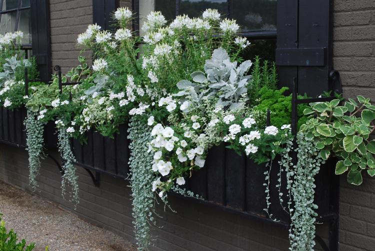 Balkonkasten Idee Silber Weiß Spinnenblume Weiß Dichondra Artemisia