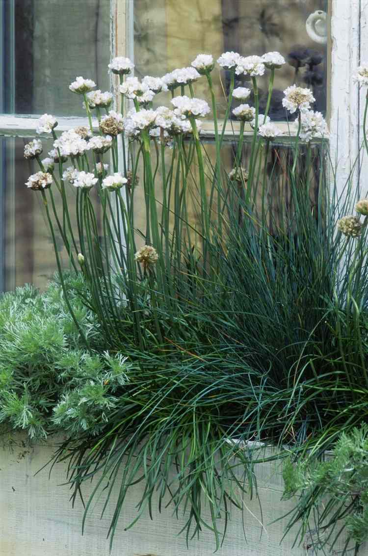 Balkonpflanzen stehend weiß Grasnelke Armeria maritima Alba