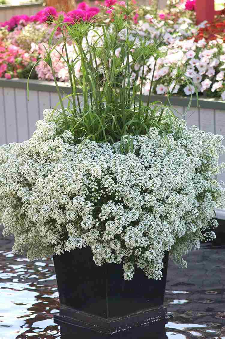 Balkonpflanzen weiß hängend Duftsteinrich Lobularia Snow White