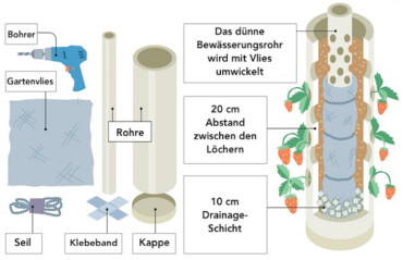 Erdbeeren im Rohr Bauanleitung Erdbeerturm Bewässerungsrohr