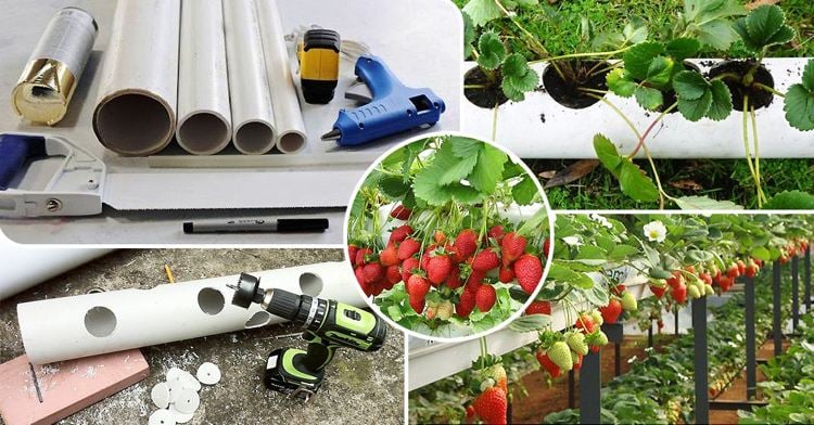 Erdbeeren Im Rohr Vertikal Oder Horizontal Pflanzen Tipps Bauanleitung