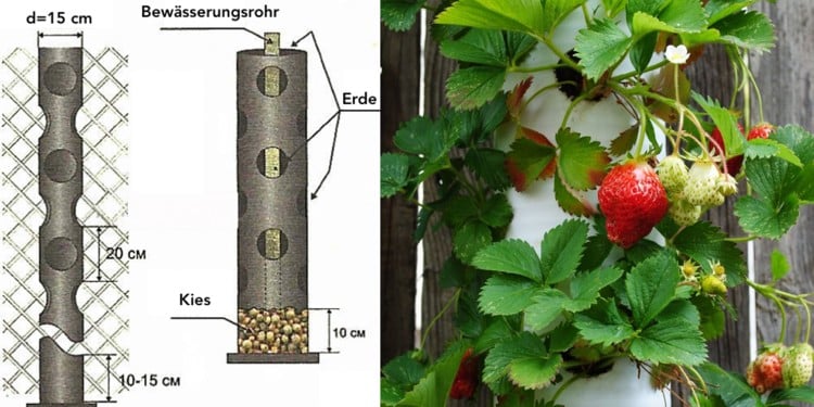 Erdbeeren im Rohr pflanzen vertikal Abstand Maße