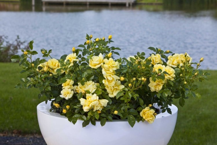 Gelbe Rose im tiefen Kübel Garten Terrasse