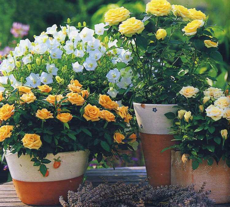 Gelbe und Orange Rosen in Terrakotta Kübeln