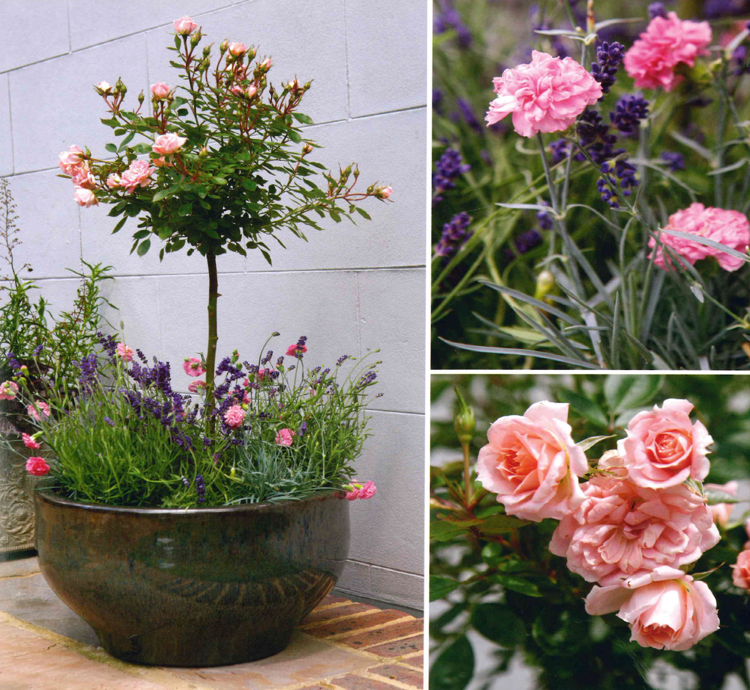 Hochstamm-Rosen im Topf mit Unterpflanzung Nelke und Lavendel