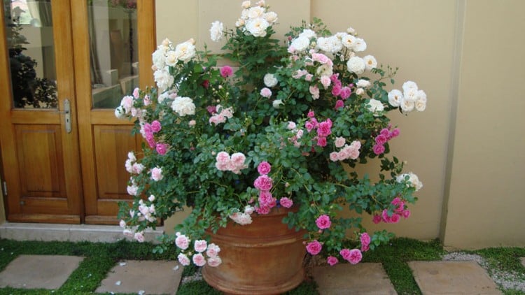 Mehrere Rosensorten in einem Kübel Weiß Rose und Pink