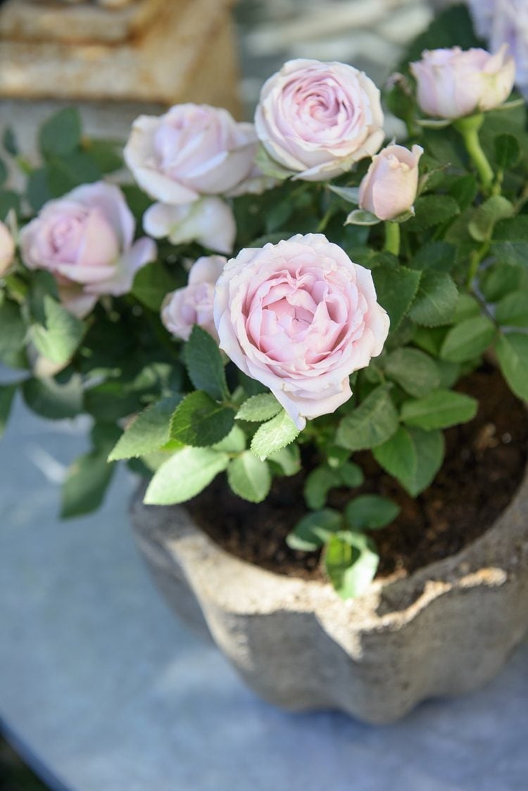 Mini-Rose mit hellrosa Blüten im Beton Kübel