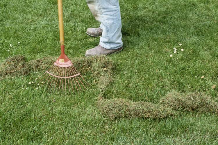 Moos im Rasen mechanisch entfernen rechen