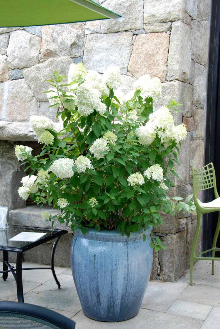 Rispenhortensie im Kübel Weiß Grün Balkon Terrasse