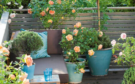 Topfrosen Orange Rosa Blüten tiefe Kübel Balkon Ecksofa