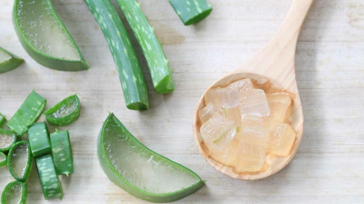 aloe vera pflanze gel gegen mücken hausmittel