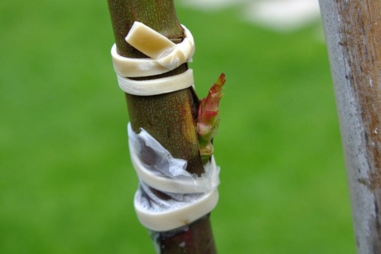 auf unterschiedliche höhe veredelt stammrosen pflanzen