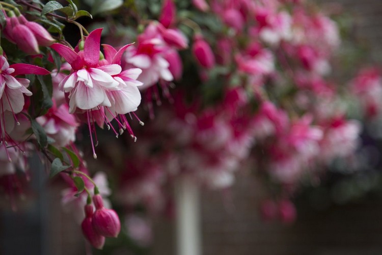 balkonpflanzen hängend balkonblume für den schatten fuchsia