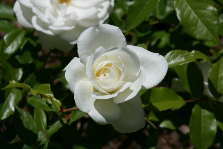blütenpracht weiße rose geeignete sorte zum veredeln unterschiedliche höhe