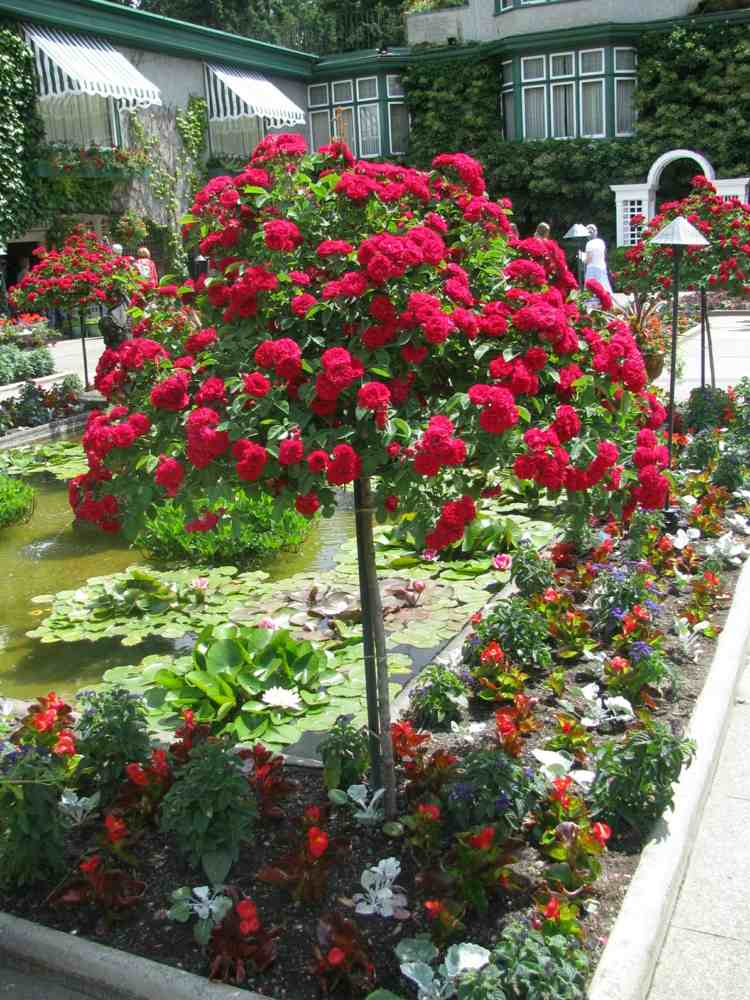 garten bepflanzung gartenteich rosen hochstamm rot