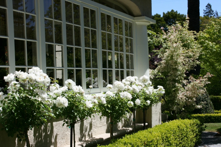 garten haus weiße rose hochstamm pflanzen krone aufrecht stehend