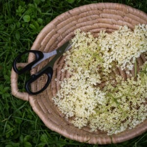 holunderblüten rezepte süß backen paniert herzhaft getränke