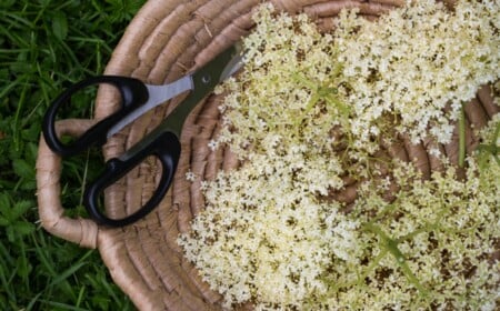 holunderblüten rezepte süß backen paniert herzhaft getränke