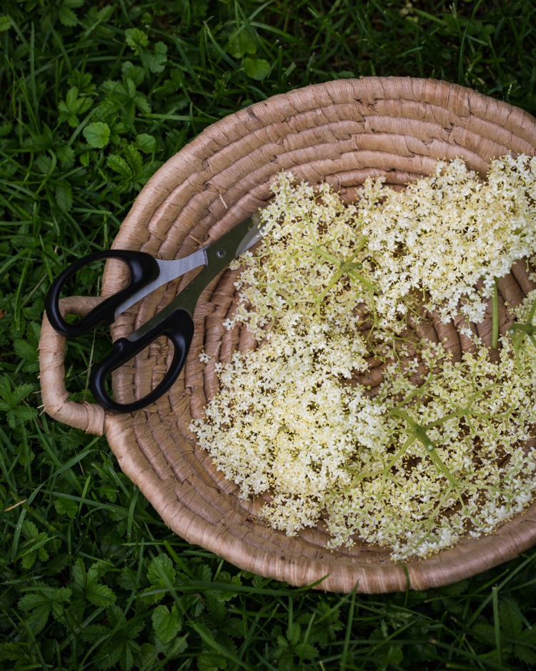 holunderblüten rezepte süß backen paniert herzhaft getränke