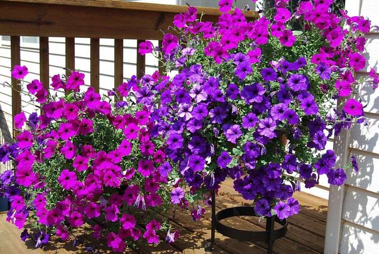 lila violett petunien balkonpflanzen hängend