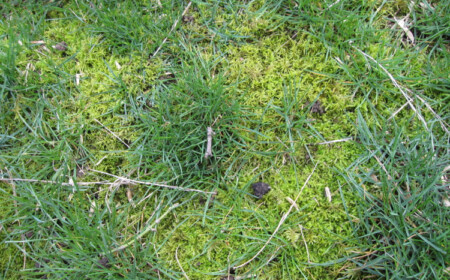 moos im rasen Eisensulfat chemisch entfernen
