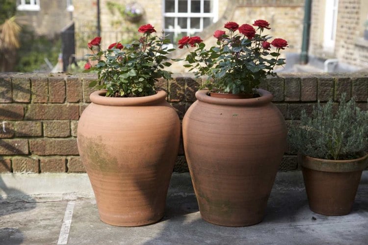 rote Rosen in Töpfen und Terrakotta-Vasen Urnen Mediterran