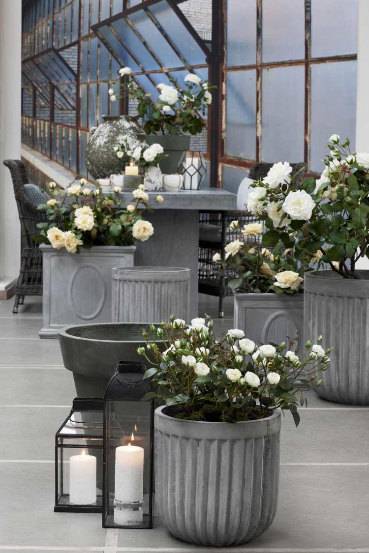 weiße Rosen im Kübel für Garten und Terrasse tiefe Kübel in Beton-Optik